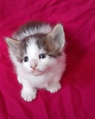 Cucciolata genitori Norvegesi