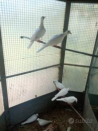 Animali tortore bianche