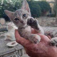 Cucciola gatto incrocio certosino