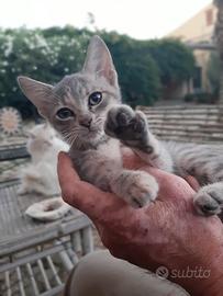 Cucciola gatto incrocio certosino