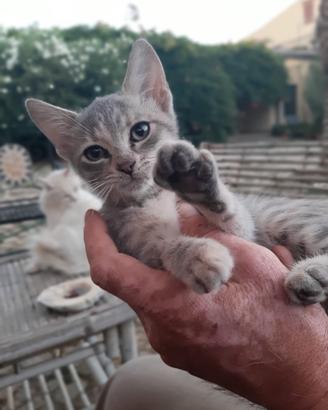 Cucciola gatto incrocio certosino