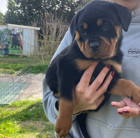 Rottweiler cuccioli con pedigree