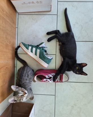 Due gattini in adozione