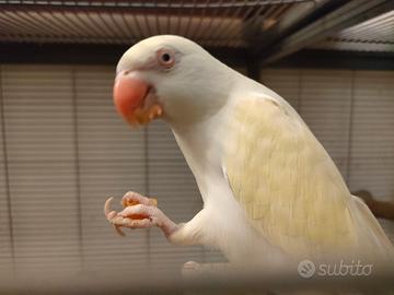 Parrocchetto dal collare allevato a mano