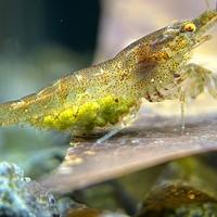 Gamberetti o caridine