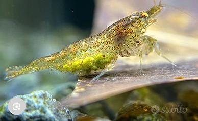 Gamberetti o caridine