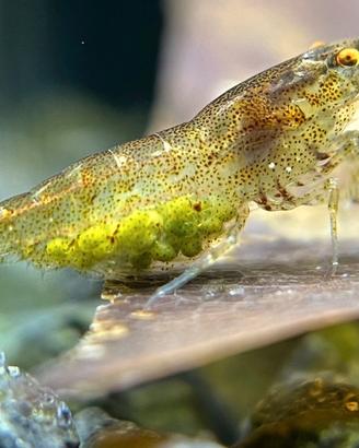 Gamberetti o caridine