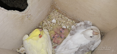 Calopsite allevati a mano e coppie