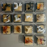 Vetri di Murano 14 animali domestici