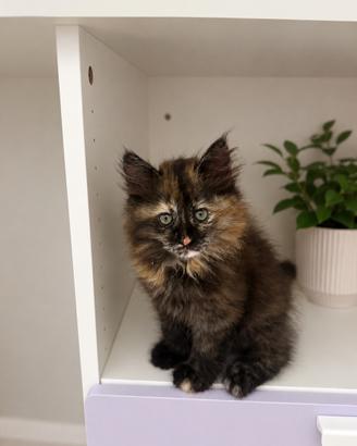 Ultima cucciola siberiana con pedigree enfi