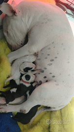 Cuccioli di bull terrier
