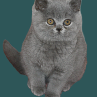 Cuccioli British Shorthair con pedigree