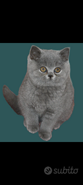 Cuccioli British Shorthair con pedigree