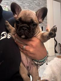 Buldog francese