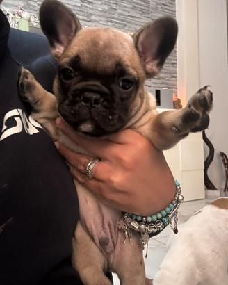 Buldog francese