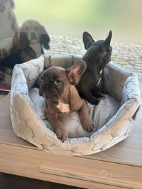 Bulldog francese