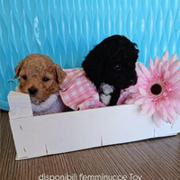 Cuccioli disponibili alla vendita