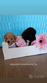 Cuccioli disponibili alla vendita