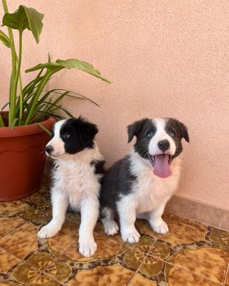 Cuccioli Border Collie