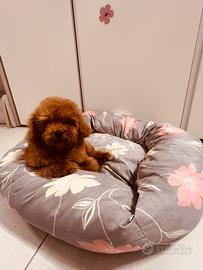 Cuccioli Barboncini Mini Toy