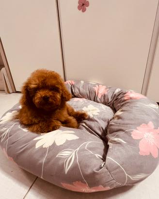 Cuccioli Barboncini Mini Toy