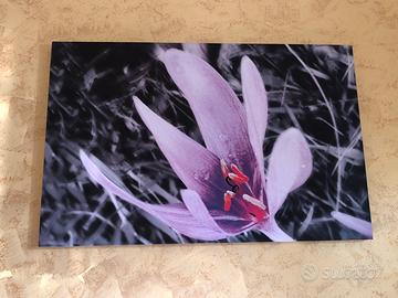 Quadro Fiore Viola Su Sfondo B/N