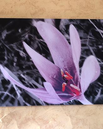 Quadro Fiore Viola Su Sfondo B/N