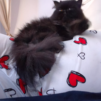 Accoppiamento gatto persiano