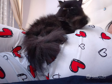 Accoppiamento gatto persiano
