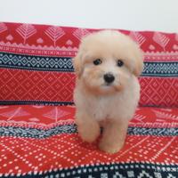 Cucciolo Maltipoo