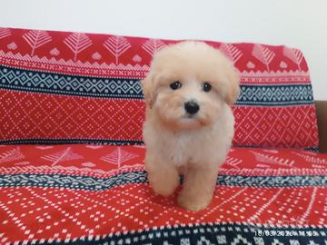 Cucciolo Maltipoo