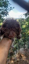 Lagotto romagnolo