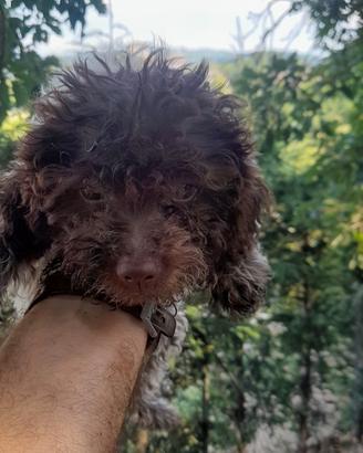 Lagotto romagnolo