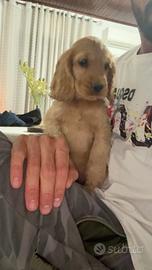 Cocker spaniel