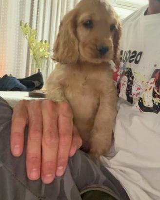Cocker spaniel