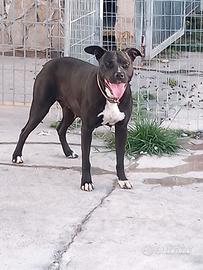 Pitbull femmina