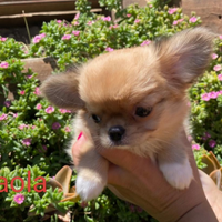 Femmina chihuahua pelo lungo