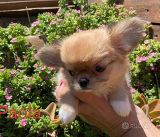 Femmina chihuahua pelo lungo