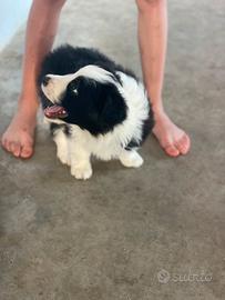 Border collie con pedigree