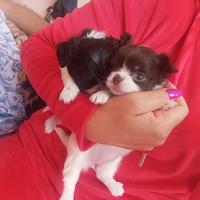 Chihuahua femminuccie mini