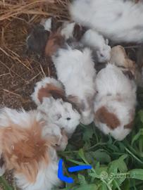 Piccoli di cavie peruviane