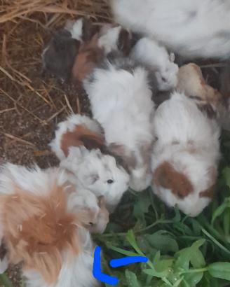 Piccoli di cavie peruviane