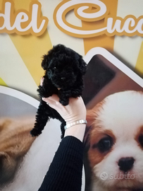 Barboncino mini toy Black