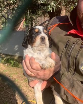 Cuccioli Setter inglese alta genealogia