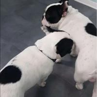 Bulldog francese bianco e nero maschio