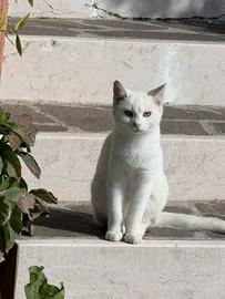 Gattina Bianca