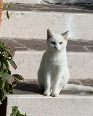 Gattina Bianca