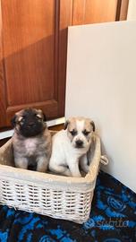 Adotta il tuo cucciolotto - Leggere bene annuncio