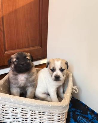 Adotta il tuo cucciolotto - Leggere bene annuncio