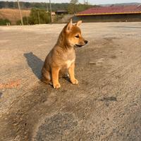 Shiba inu cucciolo